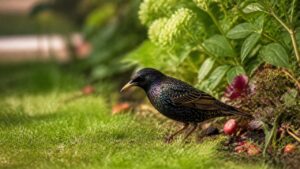 Étourneau sansonnet dans un jardin